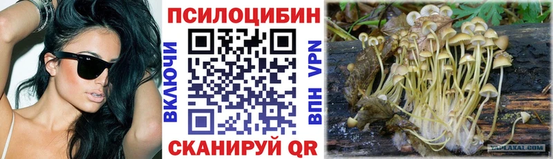 где купить наркоту  Сосновка  Галлюциногенные грибы Psilocybine cubensis 